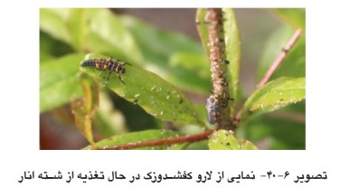 شته انار